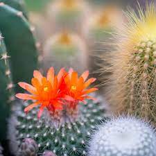 Cactus Flower & Jade candle