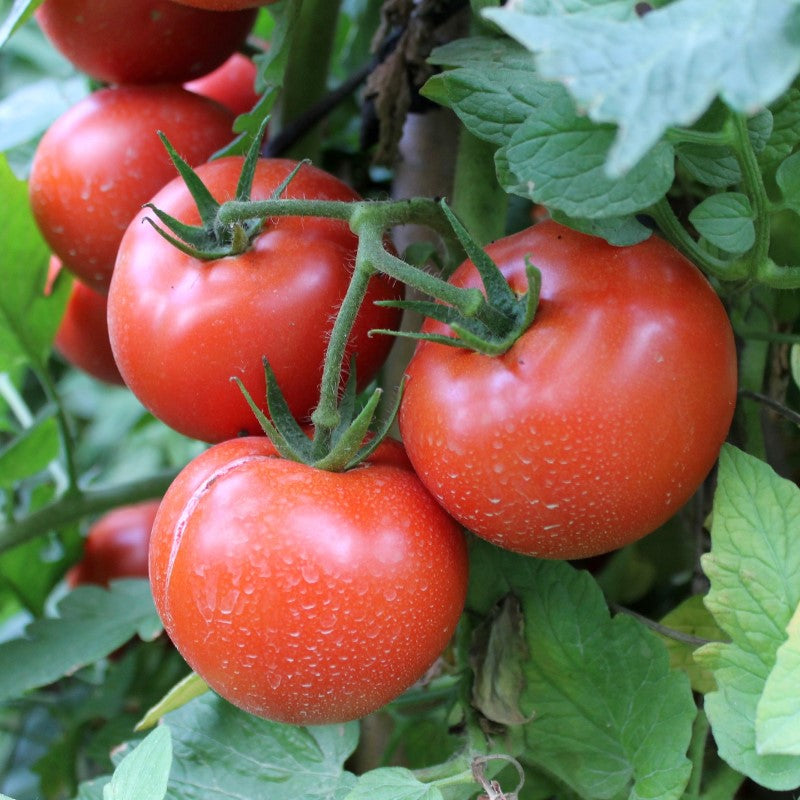 Tomato Patch 14oz cube jar candle