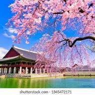 Cherry Blossom Soju 9oz jar candle