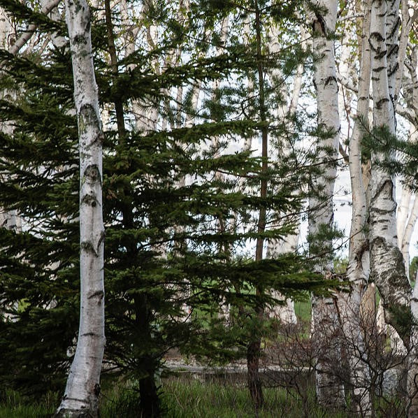 Northwoods 6oz jar candle