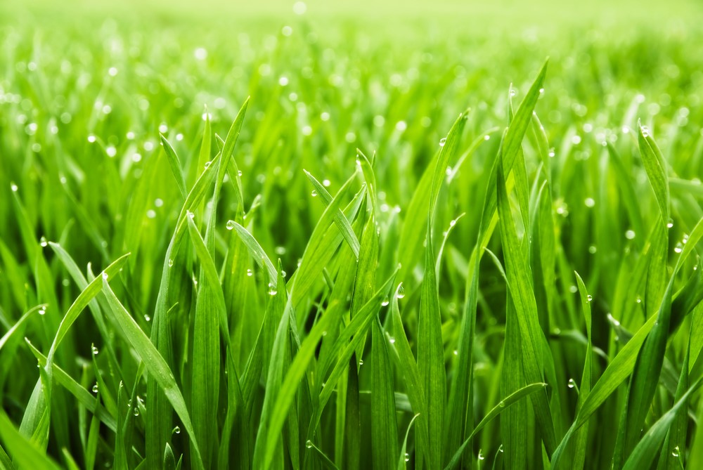 Green Grass 6oz jar candle