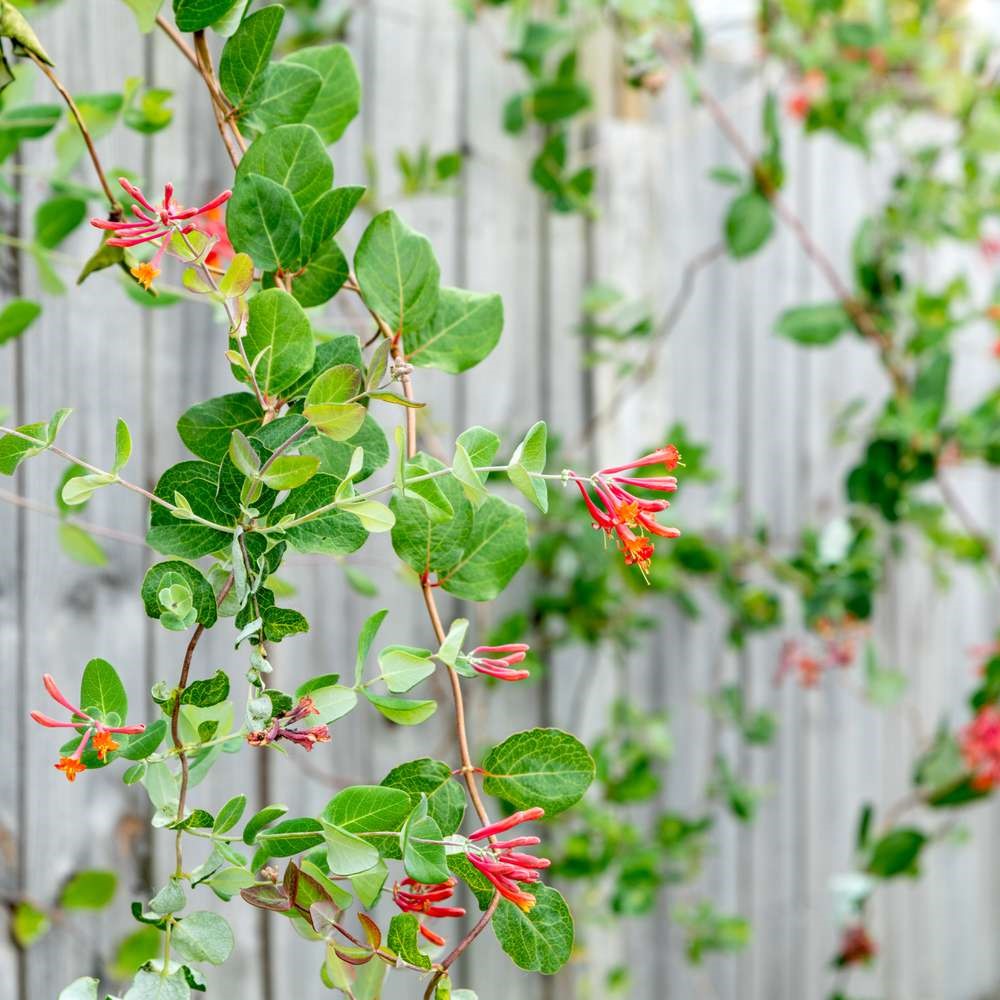 Midsummer Dream 14oz cube jar candle