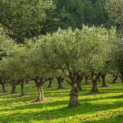 Olive Grove 14oz cube jar candle