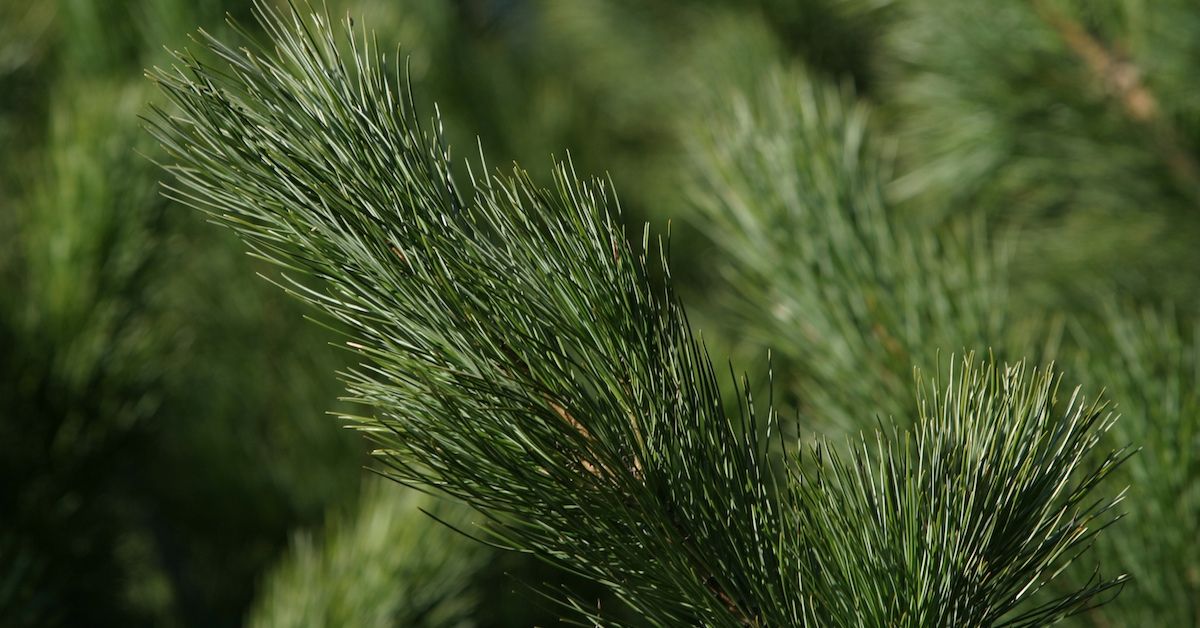 Pine Needles 9oz jar candle