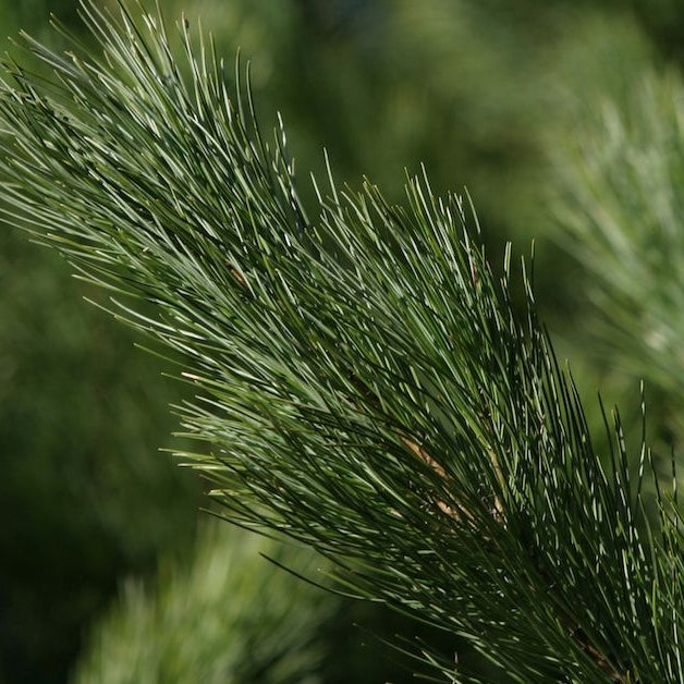 Pine Needles 9oz jar candle