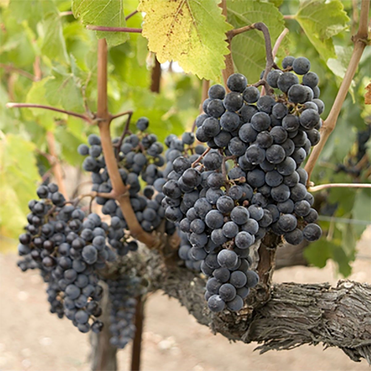 Vineyard 6oz jar candle