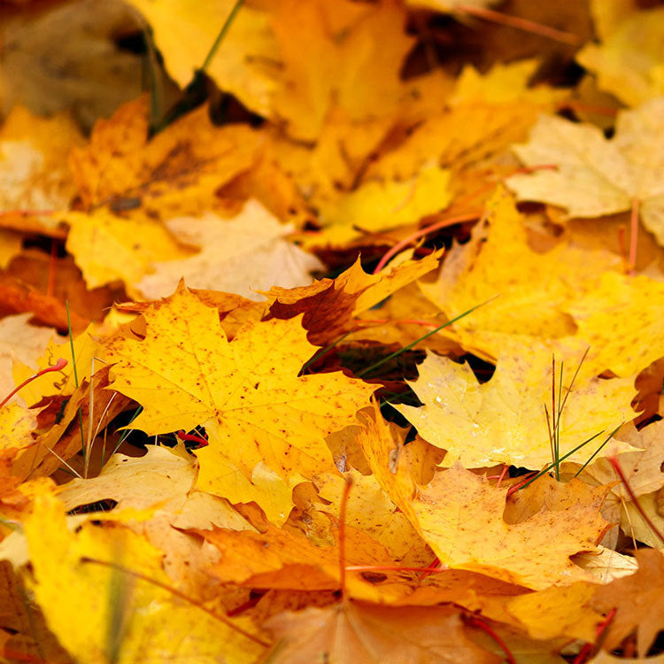 Autumn Walk 6oz tin Fundraiser candle