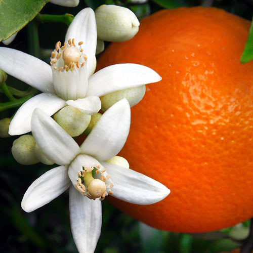 Orange Blossoms 14oz cube jar candle