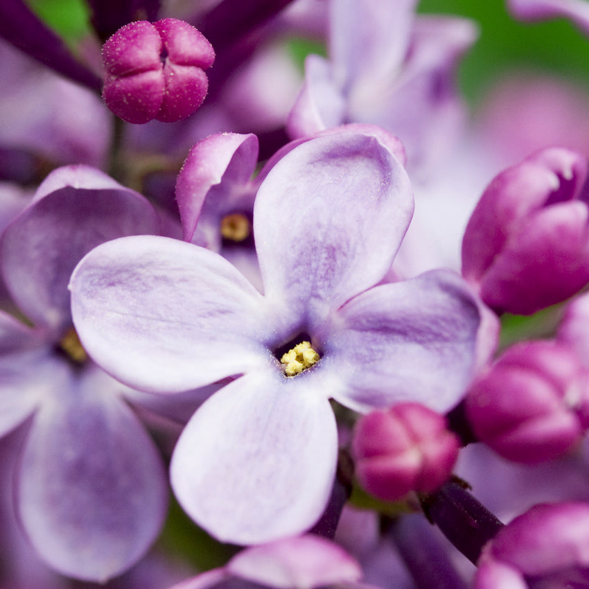 French Lilac 6oz tin Fundraiser candle