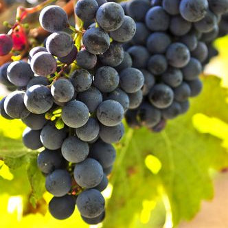 Grape 14oz cube jar candle