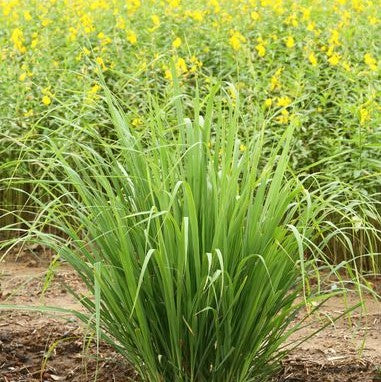 Lemongrass 6oz jar candle