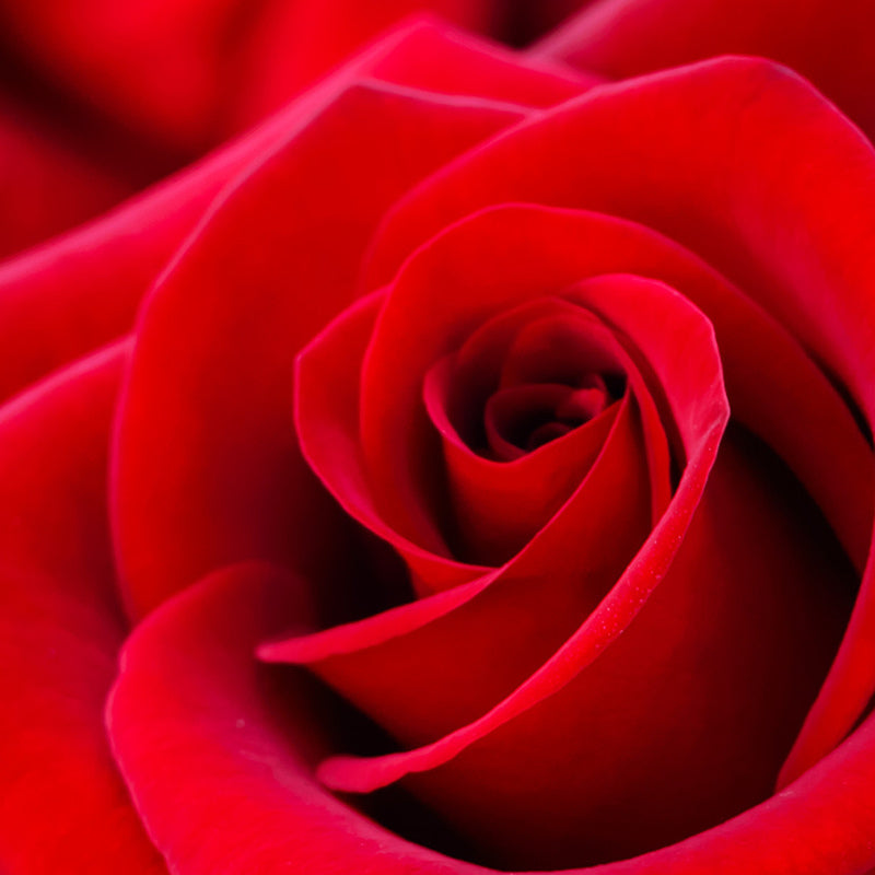 Red Roses 14oz cube jar candle