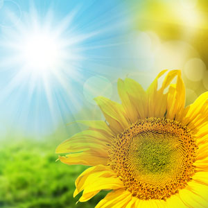 Sunflower 14oz cube jar candle