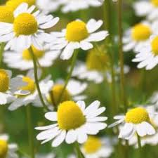 Chamomile Mist candle